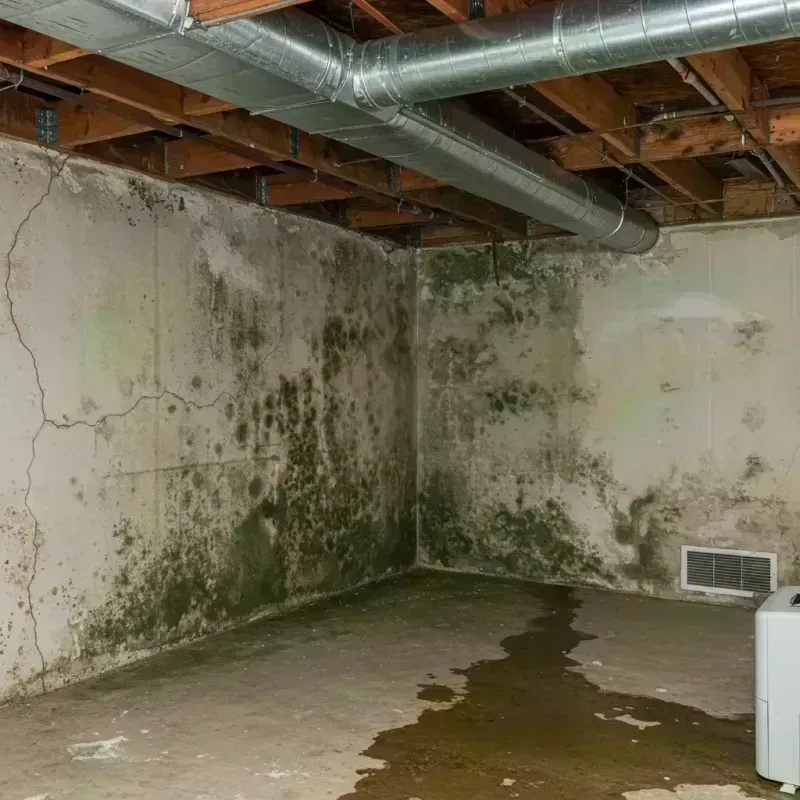 Professional Mold Removal in Brattleboro, VT